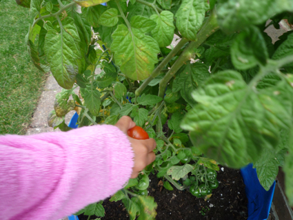 30 July tomato 2.jpg